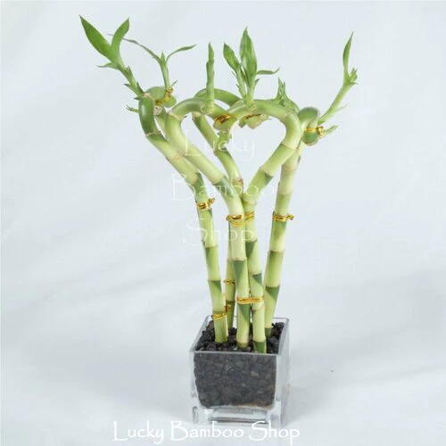 All My Love - Mystery - lucky bamboo arrangement