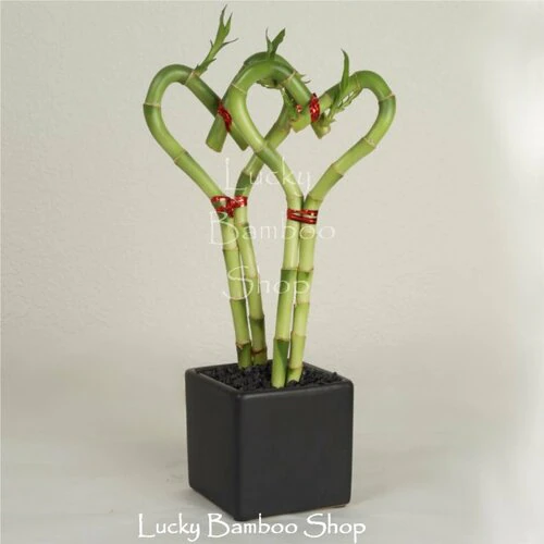 Heart  Lucky Bamboo Arrangement - From all Of Us