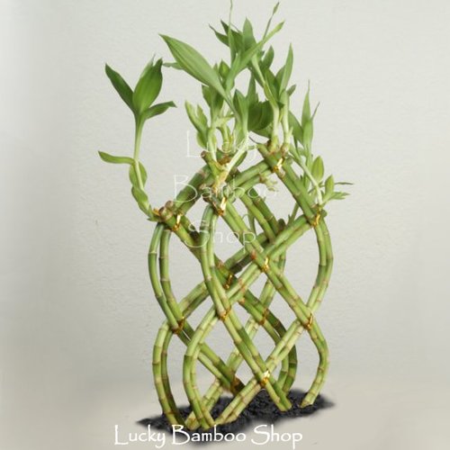 Double 8 Cane Trellis Without Vase - Lucky Bamboo