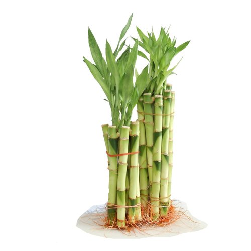6"  straight lucky bamboo