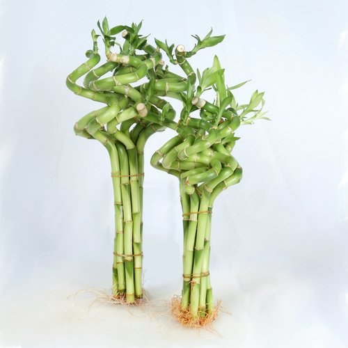 12' Spiral Stalk Lucky Bamboo