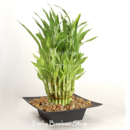 Three Tier Tower- Lucky Bamboo Arrangement